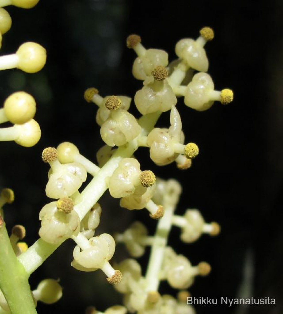 Anamirta cocculus (L.) Wight & Arn.